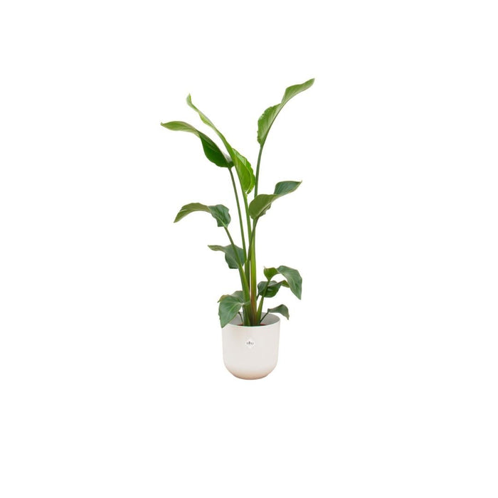 Strelitzia Nicolai 100Cm Og Dens Gryde