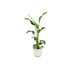 Strelitzia Nicolai 100Cm Og Dens Gryde
