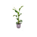 Strelitzia Nicolai 100Cm Og Dens Gryde