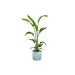 Strelitzia Nicolai 100Cm Og Dens Gryde