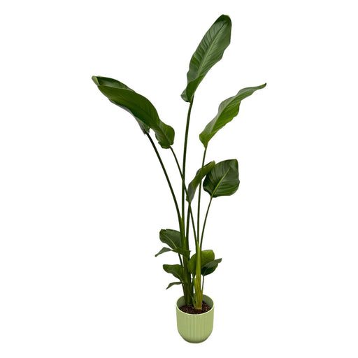 Strelitzia Nicolai 100Cm Og Dens Gryde
