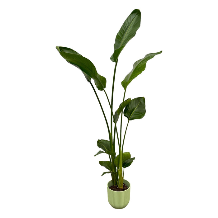 Strelitzia Nicolai 100Cm Og Dens Gryde