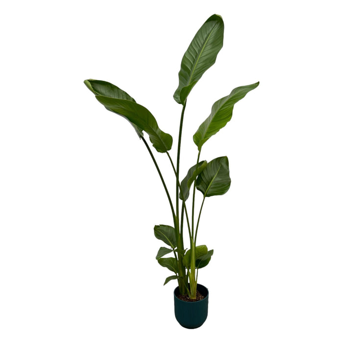 Strelitzia Nicolai 100Cm Og Dens Gryde