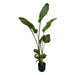 Strelitzia Nicolai 100Cm Og Dens Gryde