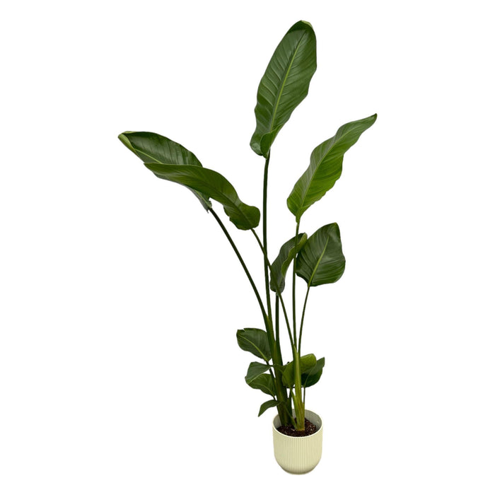 Strelitzia Nicolai 100Cm Og Dens Gryde