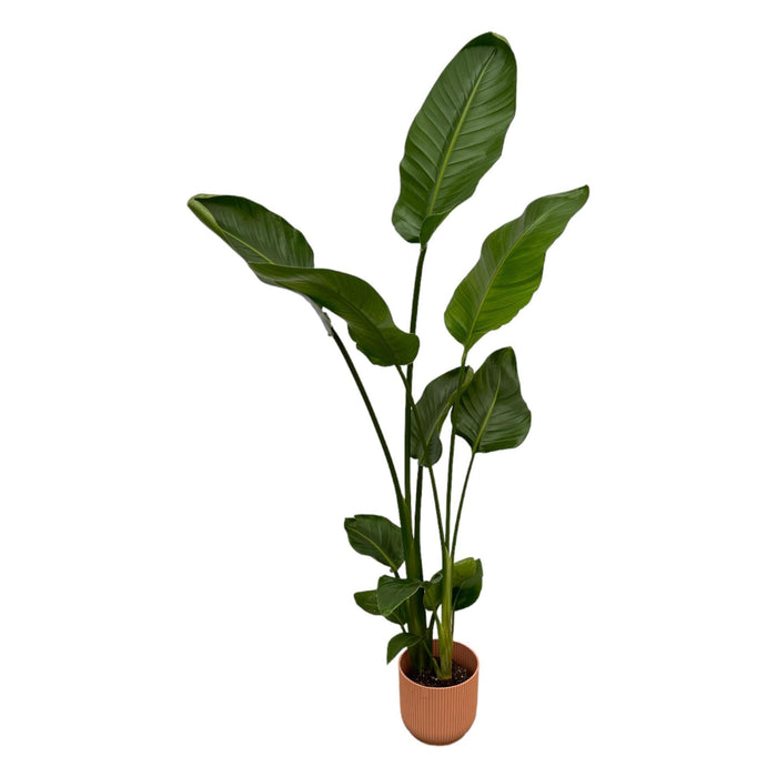 Strelitzia Nicolai 100Cm Og Dens Gryde