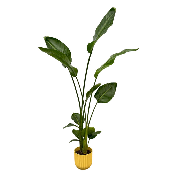 Strelitzia Nicolai 100Cm Og Dens Gryde