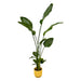 Strelitzia Nicolai 100Cm Og Dens Gryde