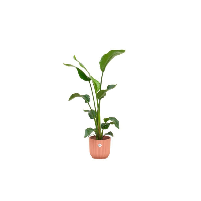 Strelitzia Nicolai 100Cm Og Dens Gryde