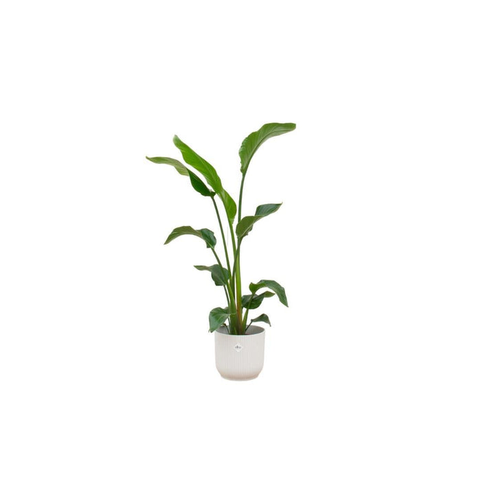 Strelitzia Nicolai 100Cm Og Dens Gryde