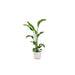 Strelitzia Nicolai 100Cm Og Dens Gryde