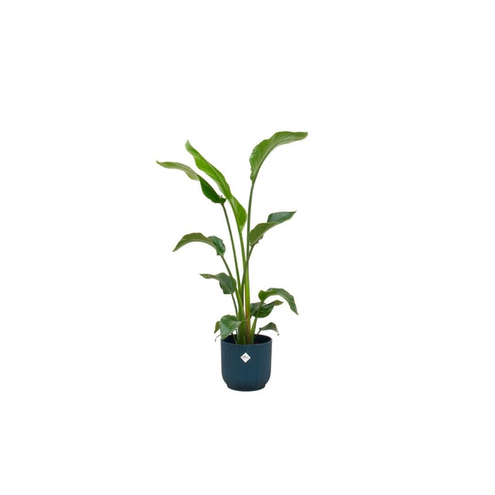 Strelitzia Nicolai 100Cm Og Dens Gryde