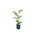 Strelitzia Nicolai 100Cm Og Dens Gryde
