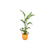 Strelitzia Nicolai 120 Cm Og Dens Pot
