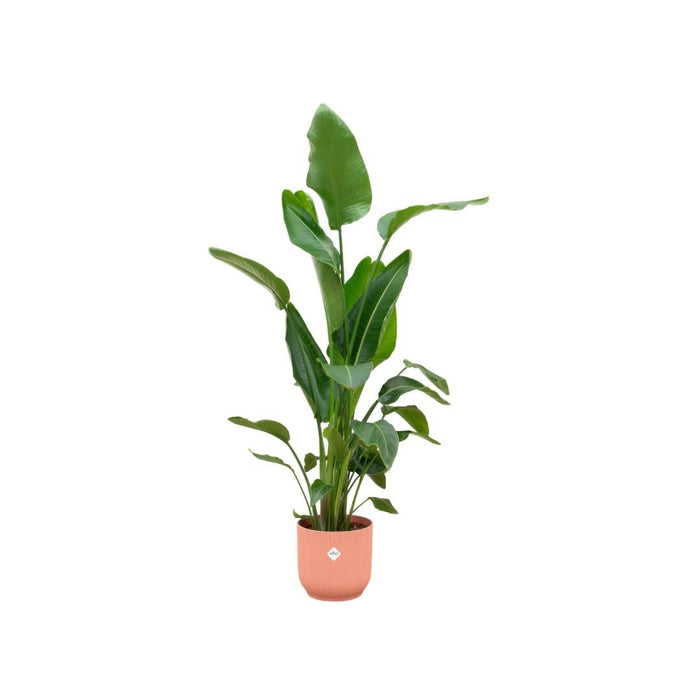 Strelitzia Nicolai 160Cm Og Dens Gryde