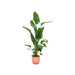 Strelitzia Nicolai 160Cm Og Dens Gryde