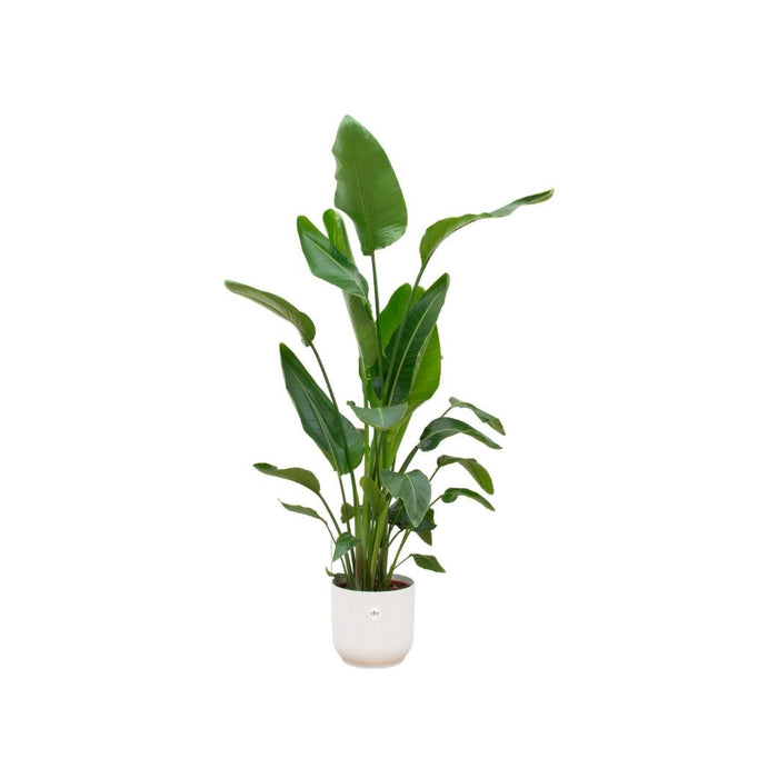 Strelitzia Nicolai 160Cm Og Dens Gryde