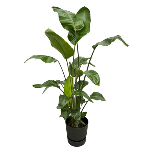 Strelitzia Nicolai 160Cm Og Dens Gryde