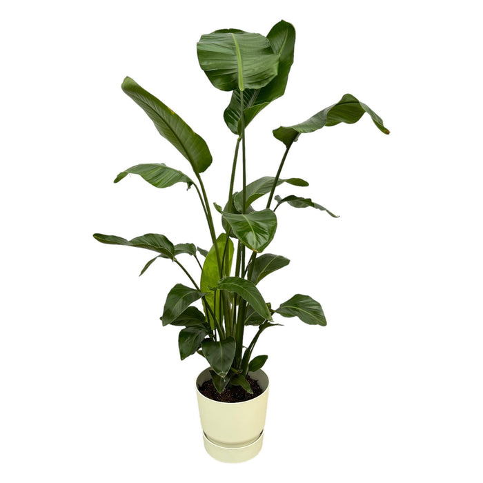 Strelitzia Nicolai 160Cm Og Dens Gryde