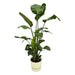 Strelitzia Nicolai 160Cm Og Dens Gryde
