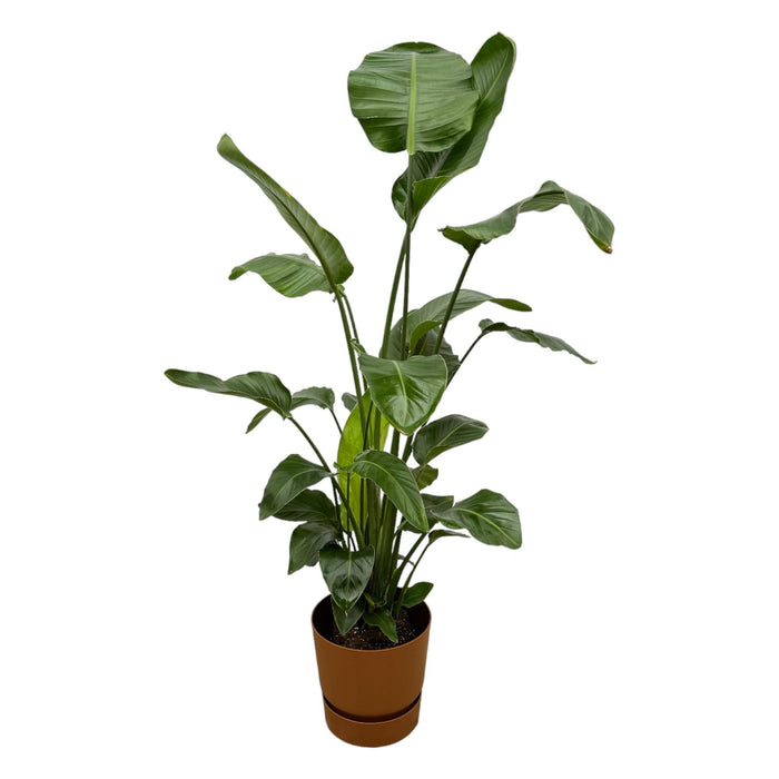 Strelitzia Nicolai 160Cm Og Dens Gryde