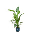 Strelitzia Nicolai 160Cm Og Dens Gryde
