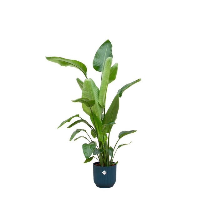 Strelitzia Nicolai 160Cm Og Dens Gryde