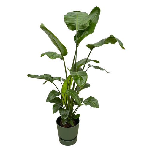 Strelitzia Nicolai 160Cm Og Dens Gryde