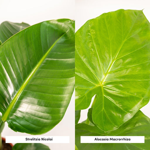 Strelitzia Nicolai, Alocasia Macrorrhiza - Sæt Med 2