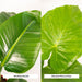 Strelitzia Nicolai, Alocasia Macrorrhiza - Sæt Med 2
