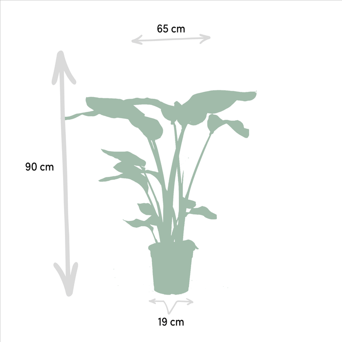 Strelitzia Nicolai, Alocasia Macrorrhiza - Sæt Med 2