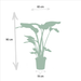 Strelitzia Nicolai, Alocasia Macrorrhiza - Sæt Med 2