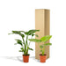 Strelitzia Nicolai, Alocasia Macrorrhiza - Sæt Med 2