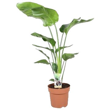 Strelitzia Nicolai - Hoogte 90-100