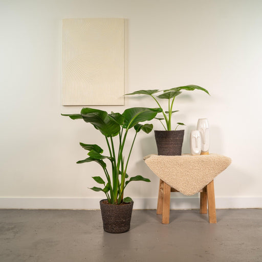 Strelitzia Nicolai - Sæt Med 2 Planter - Gaveæske