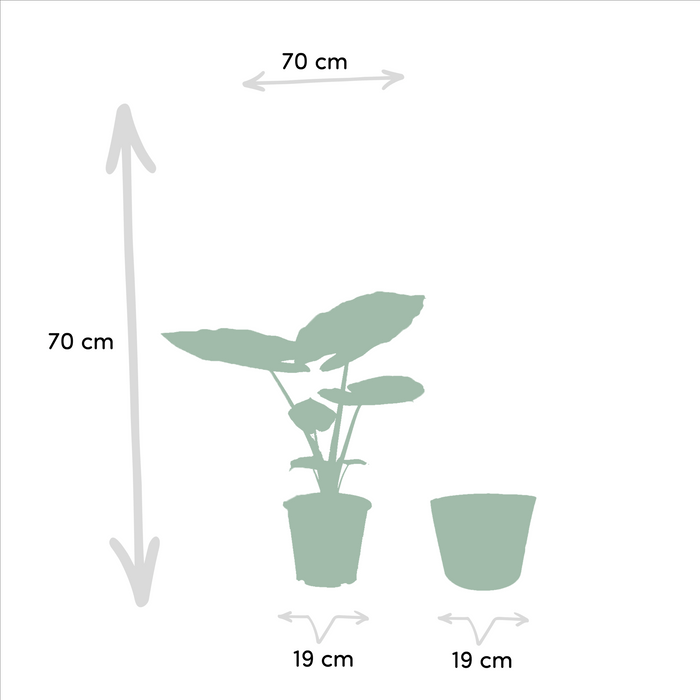 Strelitzia Nicolai - Sæt Med 2 Planter - Gaveæske