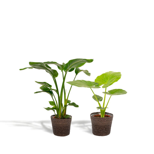Strelitzia Nicolai - Sæt Med 2 Planter - Gaveæske