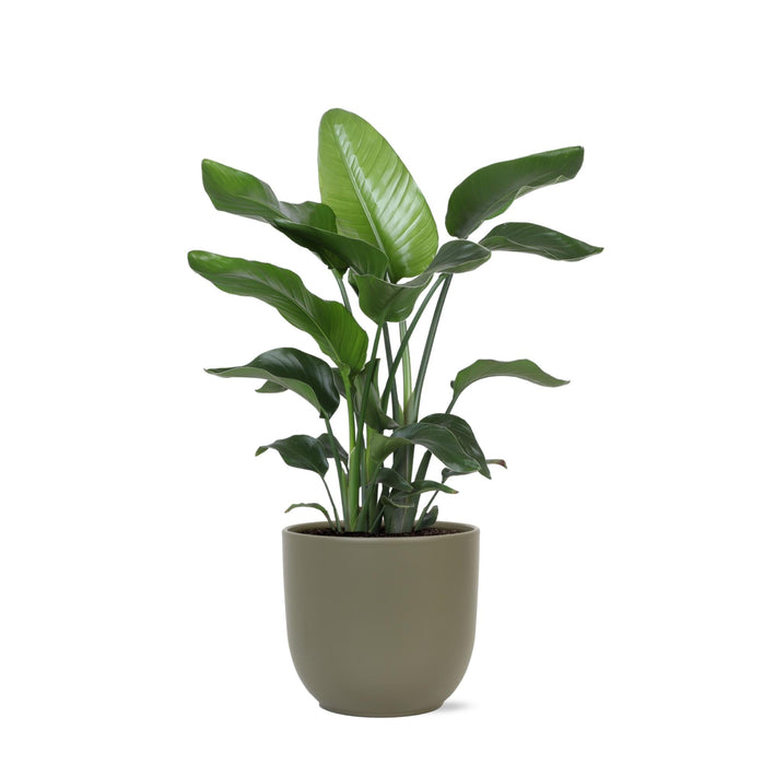 Strelitzia Nicolai Og Dens Gryde