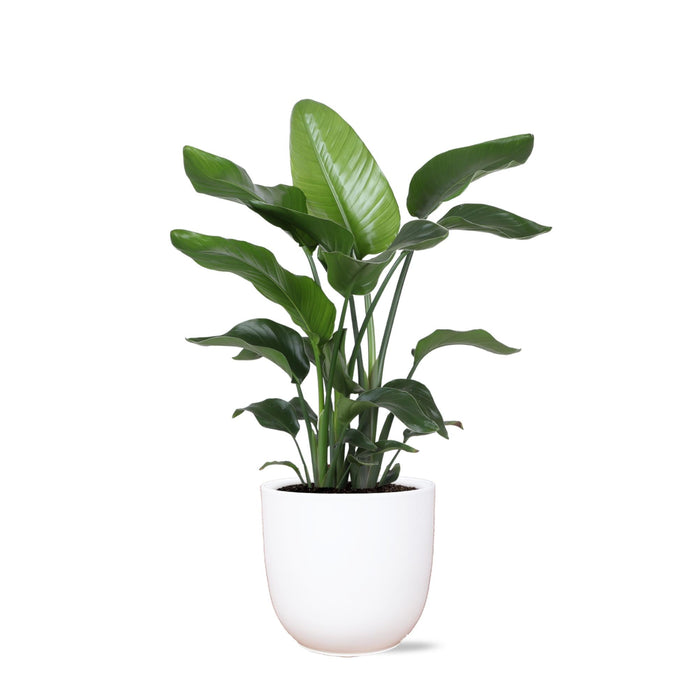 Strelitzia Nicolai Og Dens Gryde
