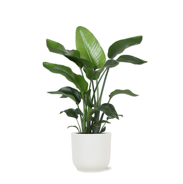 Strelitzia Nicolai Og Dens Gryde