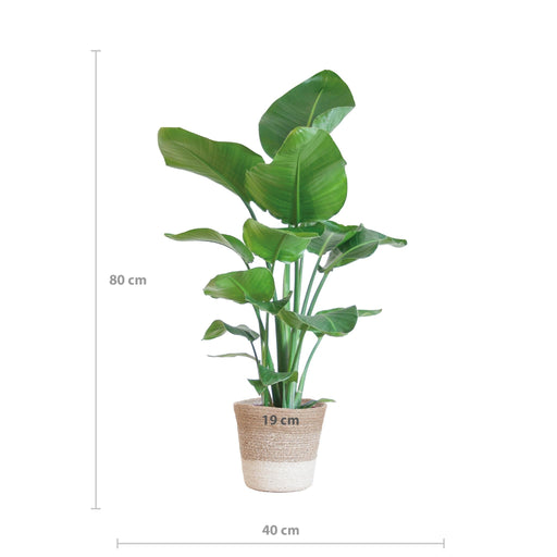 Strelitzia Nicolai Og Dens Gryde