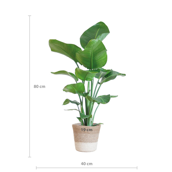 Strelitzia Nicolai Og Dens Gryde