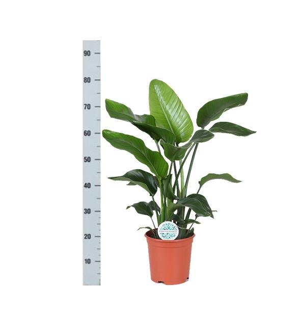 Strelitzia Nicolai Og Dens Gryde