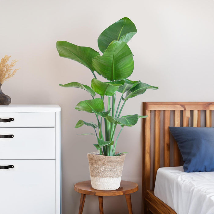 Strelitzia Nicolai Og Dens Gryde