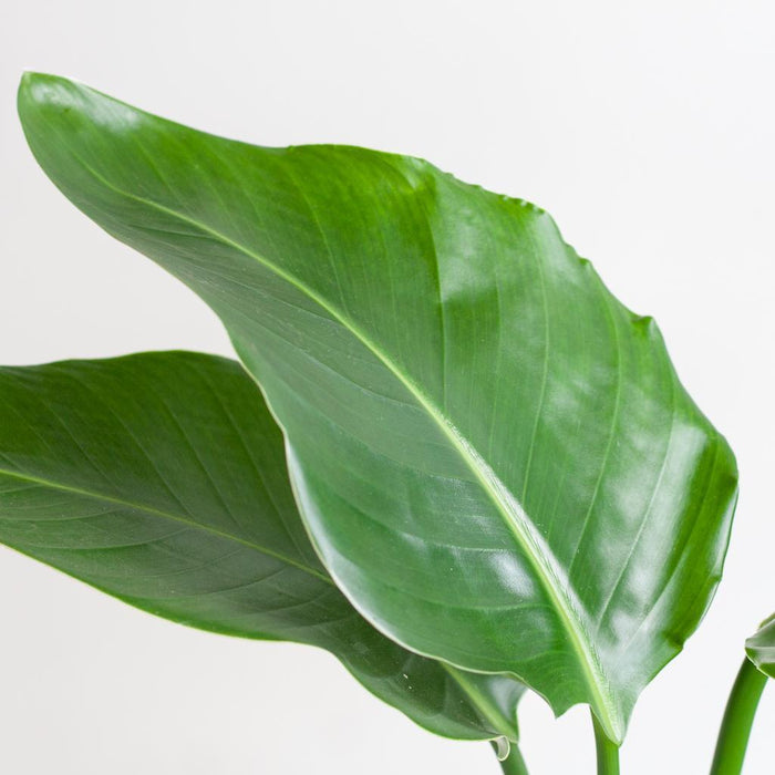 Strelitzia Nicolai Og Dens Gryde