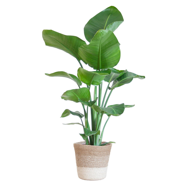 Strelitzia Nicolai Og Dens Gryde