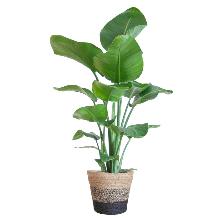 Strelitzia Nicolai Og Dens Gryde