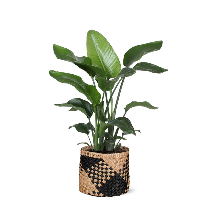 Strelitzia Nicolai Og Dens Gryde