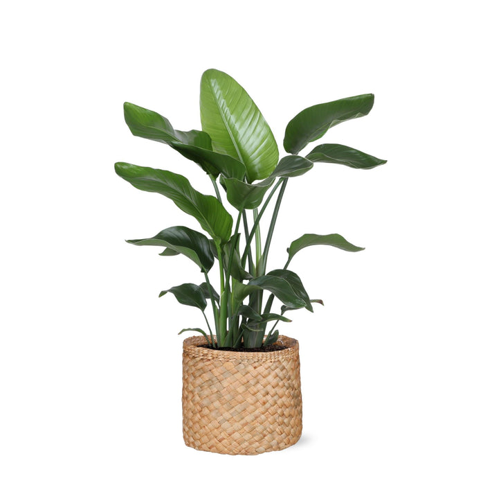 Strelitzia Nicolai Og Dens Gryde