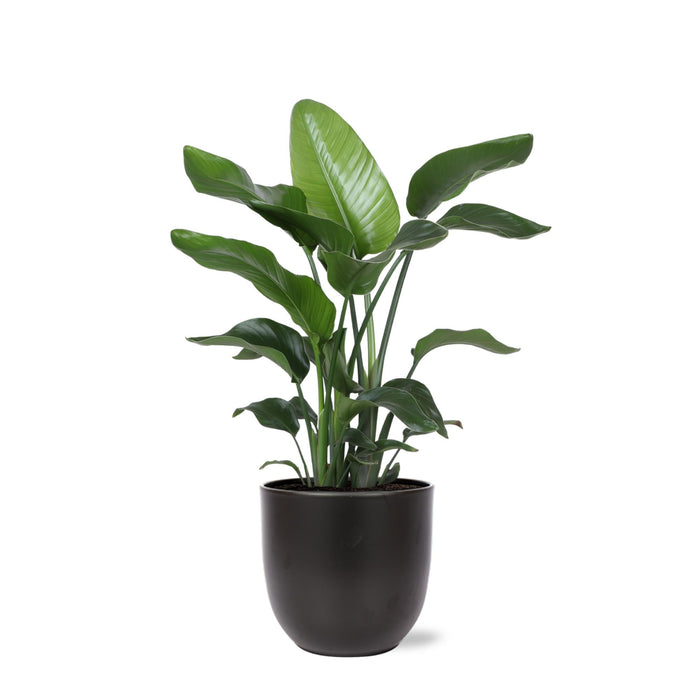 Strelitzia Nicolai Og Dens Gryde